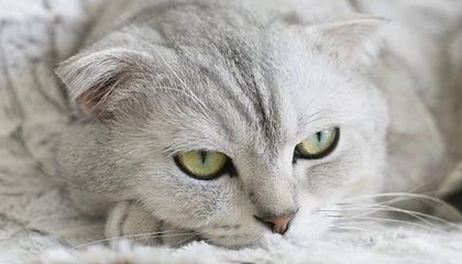 九游esports-法甲联赛迎来新一轮“转会热潮”，豪门动作频繁，法甲转会一览